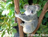 Koala, Australien © Martin Flach